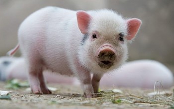 tu vi tuoi hoi thang 112021 su nghiep bat loi tinh cam be tac