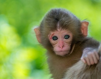 tu vi tuoi than thang 112021 tai chinh bap benh