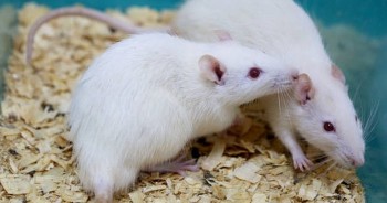 tu vi tuoi ty cong viec suc khoe tinh yeu tuan moi 811 den 14112021