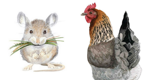 top con giap may man nhat tuan 22 2811 tai chinh khoi sac tinh duyen di len