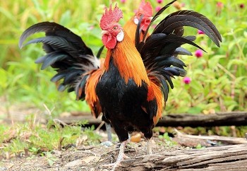 tu vi tuoi dau thang 122021 hung cat dan xen tinh duyen khoi sac