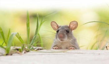 tu vi tuoi ty cong viec suc khoe tinh yeu tuan moi 612 den 12122021