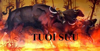 tu vi tuan moi 612 den 12122021 tuoi suu tai chinh am dam