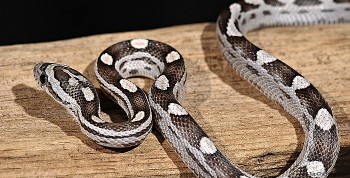 tu vi tuoi ty suc khoe tinh yeu cong viec tuan moi 1312 den 19122021