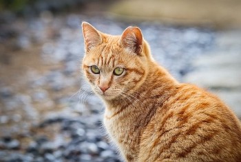 tu vi tuan moi tuoi mao 27122021 den 212022 hung tinh can tro van trinh