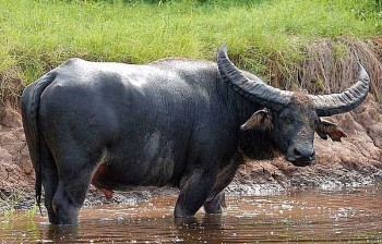 tu vi tuan moi 27122021 den 212022 tuoi suu xui xeo bua vay