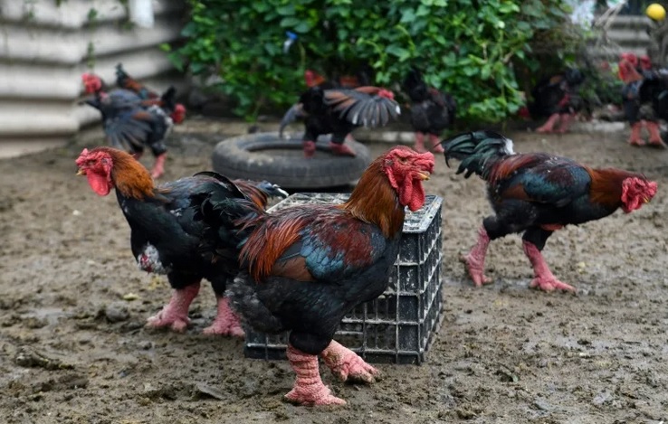 Hãng thông tấn Pháp thực hiện phóng sự về gà Đông Tảo