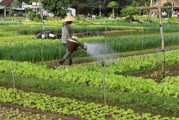 quang nam phat trien di san nghe trong rau tra que gan voi du lich xanh