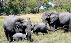 Botswana dỡ lệnh cấm, hàng chục nghìn voi châu Phi lại vào tầm ngắm các tay săn
