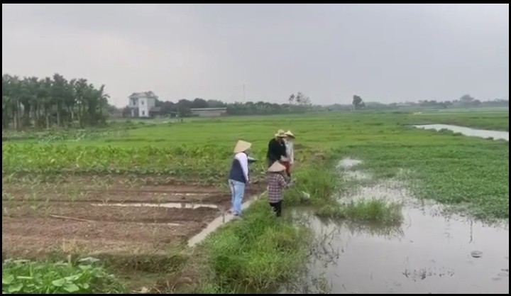 Bố mẹ Việt, con Lào cùng làm nông, múa lăm vông